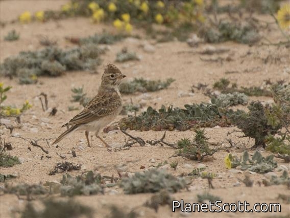 Mediterranean Short-toed Lark (Alaudala rufescens)