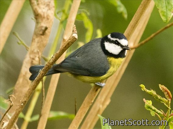African Blue Tit (Cyanistes teneriffae) - La Gomera