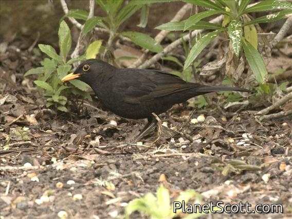 Eurasian Blackbird (Turdus merula)