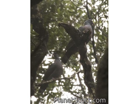 Bolle's Pigeon (Columba bollii)