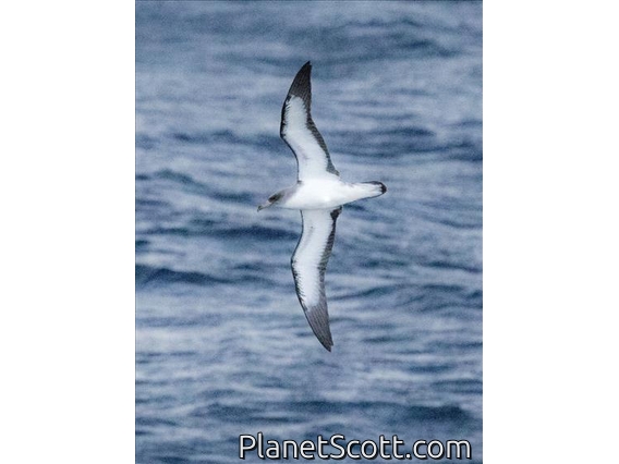 Cory's Shearwater (Calonectris diomedea)