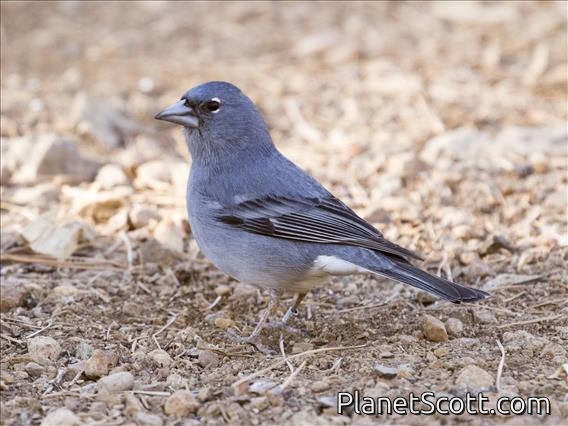 Tenerife Blue Chaffinch (Fringilla teydea)