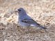 Tenerife Blue Chaffinch (Fringilla teydea)