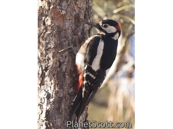 Great Spotted Woodpecker (Dendrocopos major) - Tenerife