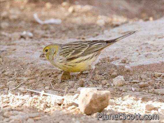 Island Canary (Serinus canaria)