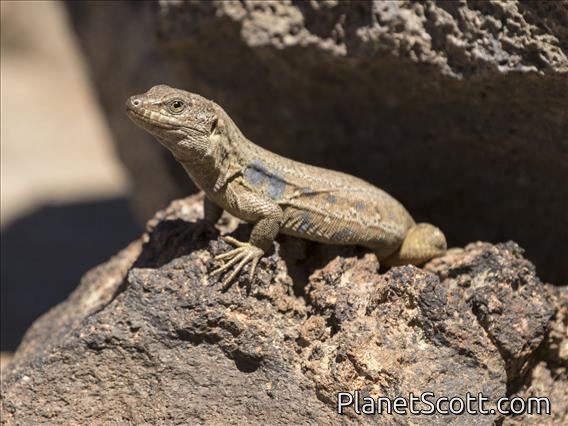 Tenerife Lizard (Gallotia gallotia) - Female