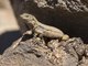Tenerife Lizard (Gallotia gallotia) - Female