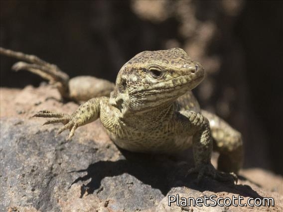 Tenerife Lizard (Gallotia gallotia)