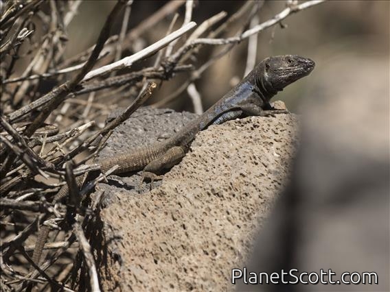 Tenerife Lizard (Gallotia gallotia) - Male