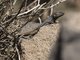 Tenerife Lizard (Gallotia gallotia) - Male