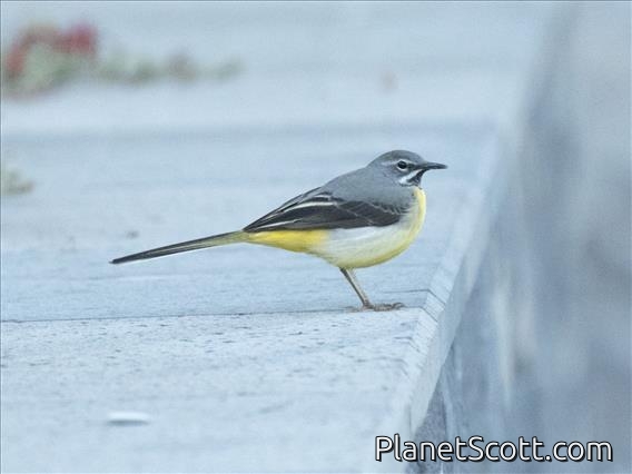 Gray Wagtail (Motacilla cinerea)