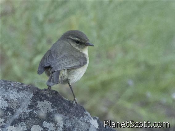 Canary Islands Chiffchaff (Phylloscopus canariensis)