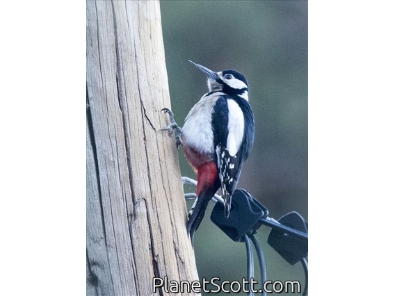 Great Spotted Woodpecker (Dendrocopos major)
