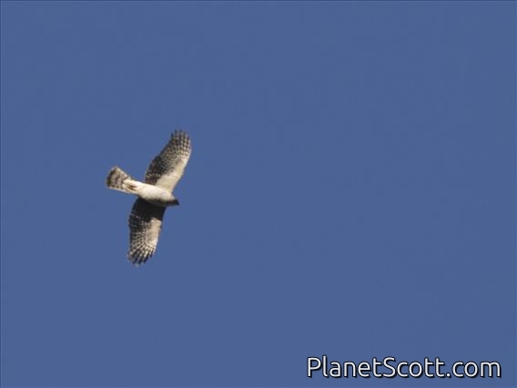 Eurasian Sparrowhawk (Accipiter nisus)