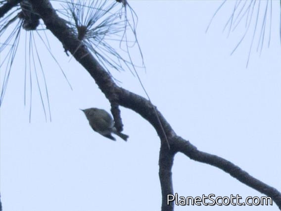 Goldcrest (Regulus regulus)