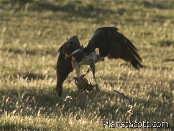 Bonelli's Eagle (Aquila fasciata)