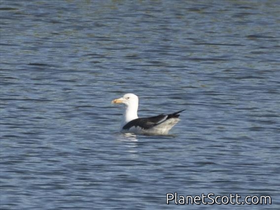 Lesser Black-backed Gull (Larus fuscus)