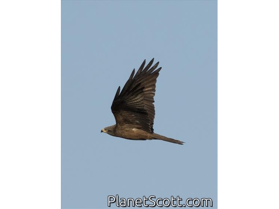 Black Kite (Milvus migrans)
