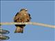 Black Kite (Milvus migrans)