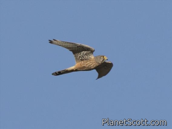 European Kestrel (Falco tinnunculus) - Flight