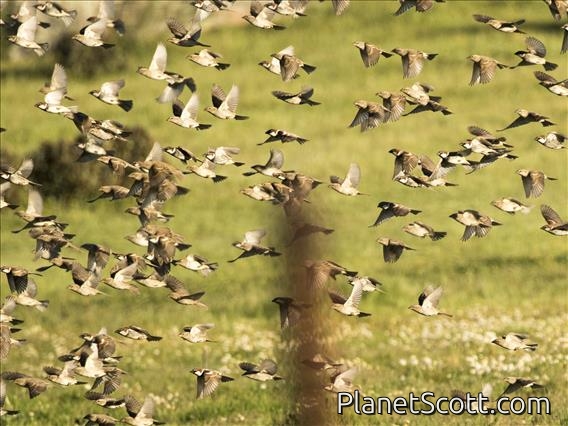 Spanish Sparrow (Passer hispaniolensis)