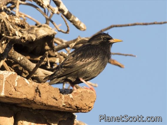 Spotless Starling (Sturnus unicolor)