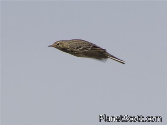 Meadow Pipit (Anthus pratensis)
