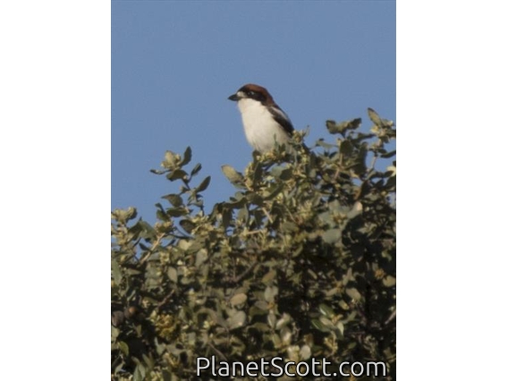Woodchat Shrike (Lanius senator)