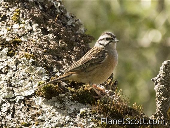Rock Bunting (Emberiza cia)