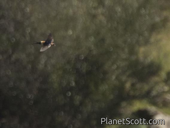 European Red-rumped Swallow (Cecropis rufula)
