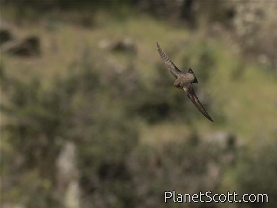 Eurasian Crag-Martin (Ptyonoprogne rupestris)