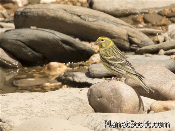 European Serin (Serinus serinus)