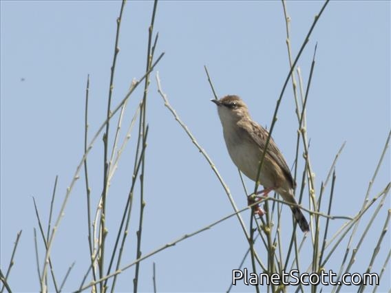 Zitting Cisticola (Cisticola juncidis)