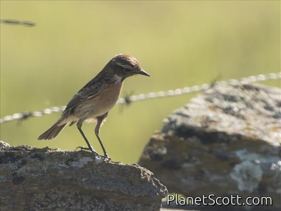 European Stonechat (Saxicola rubicola) - Female