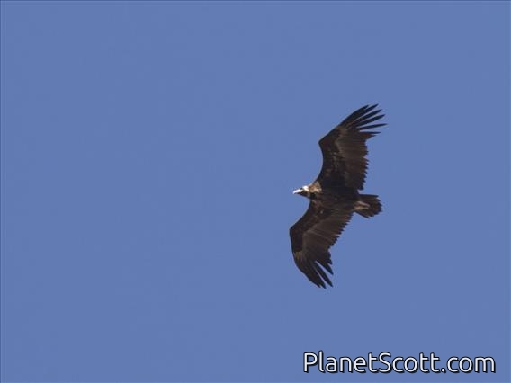 Cinereous Vulture (Aegypius monachus)
