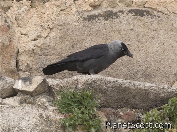 Eurasian Jackdaw (Corvus monedula)