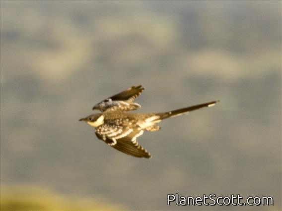 Great Spotted Cuckoo (Clamator glandarius)