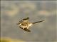 Great Spotted Cuckoo (Clamator glandarius)