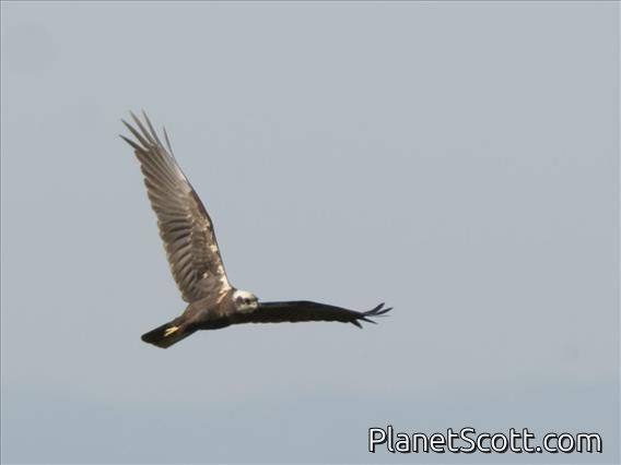 Eurasian Marsh Harrier (Circus aeruginosus) - Male