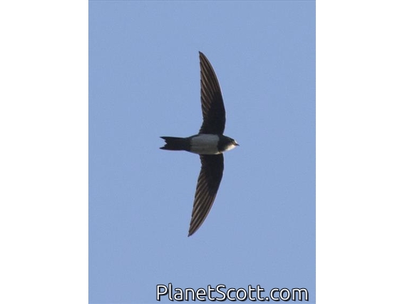 Alpine Swift (Apus melba)