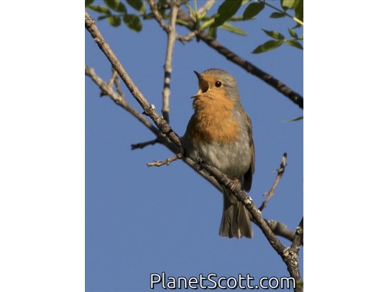 European Robin (Erithacus rubecula)