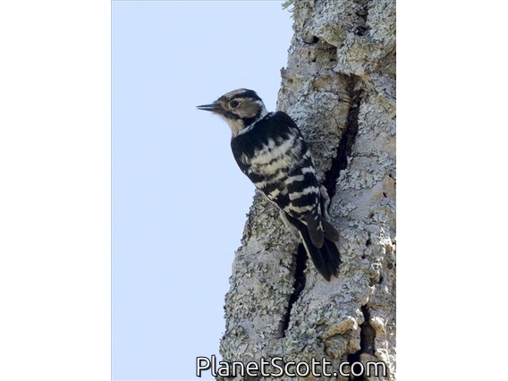 Lesser Spotted Woodpecker (Dendrocopos minor)