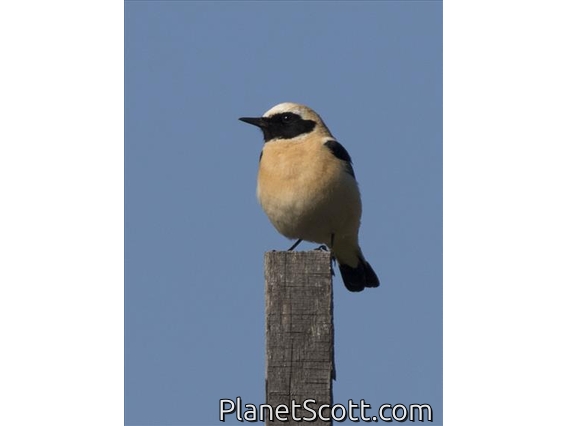 Black-eared Wheatear (Oenanthe hispanica)