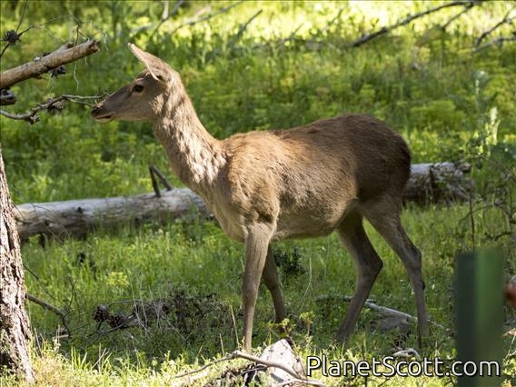 Elk (Cervus elaphus)