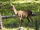 Elk (Cervus elaphus)