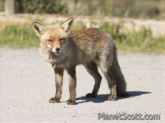 Red Fox (Vulpes vulpes)