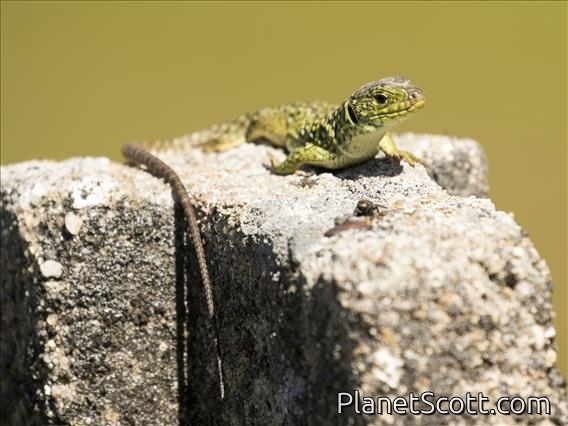 Ocellated Lizard (Timon lepidus)