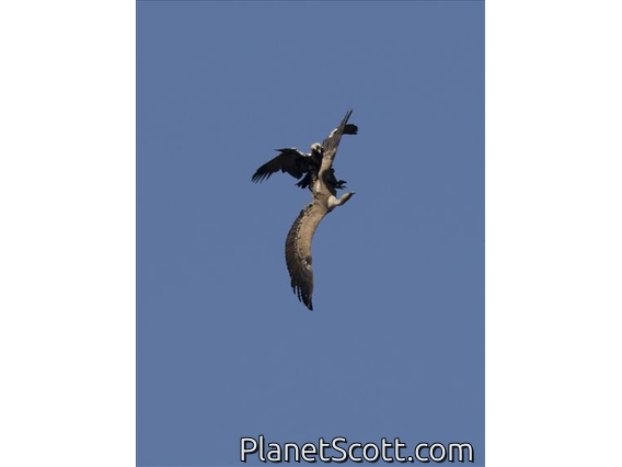 Spanish Imperial Eagle (Aquila adalberti) - In Action