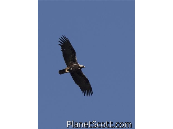 Spanish Imperial Eagle (Aquila adalberti)