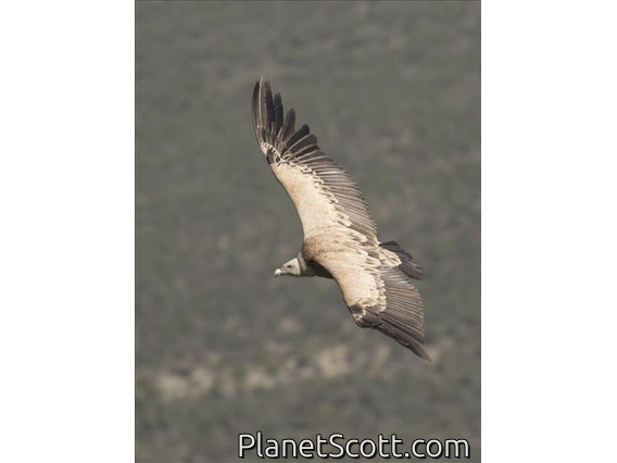 Eurasian Griffon (Gyps fulvus)